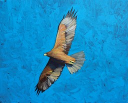 Lia Aminov The eagle, 50x40 cm, acrylic painting, 2017.jpg